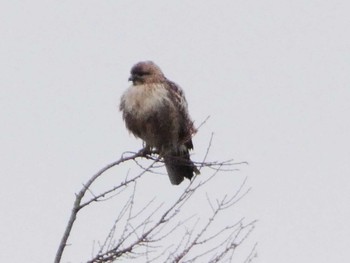 Sat, 2/24/2024 Birding report at 富士山遊歩道