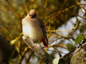 2024年3月2日(土) 神奈川　の野鳥観察記録