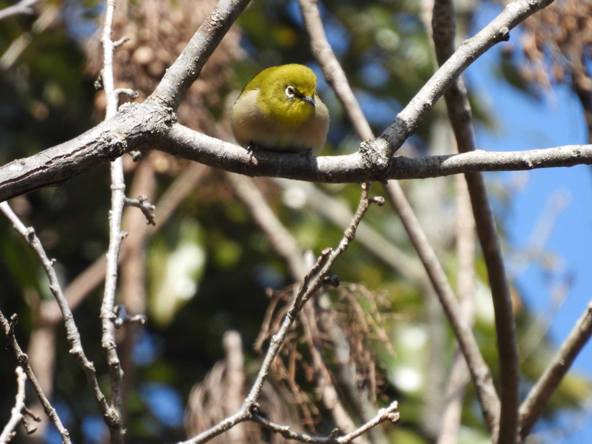 Warbling White-eye