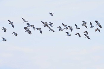 タゲリ 埼玉県川島町 2024年3月2日(土)