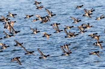 スズガモ 野島公園 2024年3月3日(日)