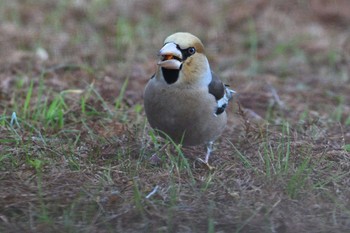 シメ 馬見丘陵公園 2024年3月2日(土)