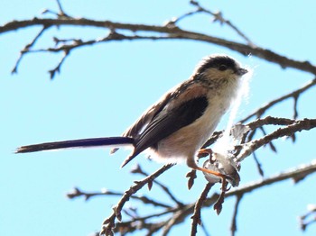 エナガ 馬見丘陵公園 2024年3月2日(土)