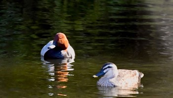 Common Pochard 菊川運動公園 Sun, 3/3/2024