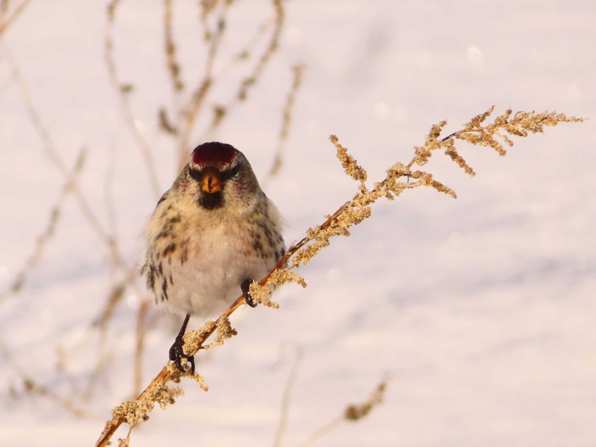 Common Redpoll