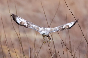 Rough-legged Buzzard 群馬県 Sat, 2/17/2024