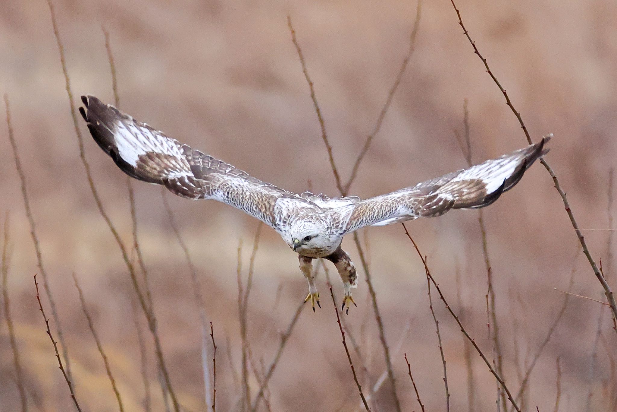 Photo of Rough-legged Buzzard at 群馬県 by amachan