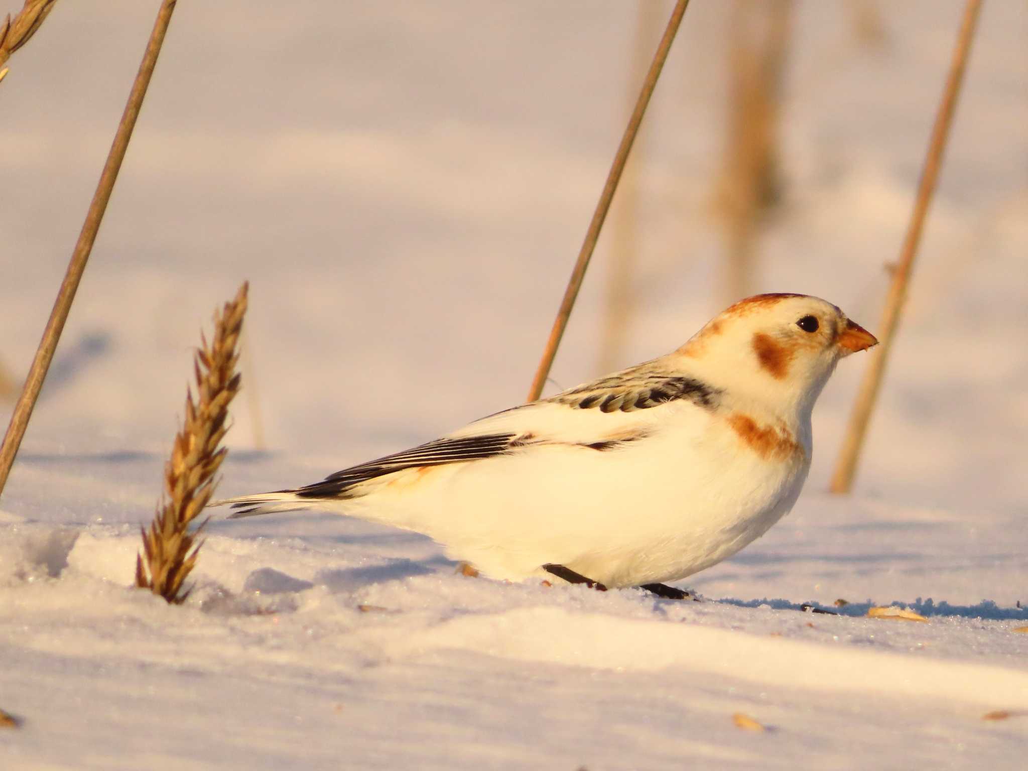 Snow Bunting