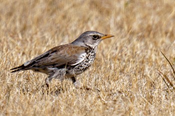 Fieldfare 利根川 Sun, 3/3/2024