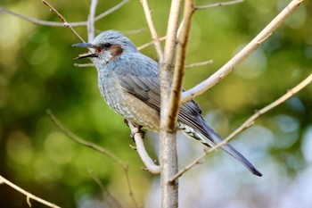 Brown-eared Bulbul 国営木曽三川公園138タワーパーク Sun, 3/3/2024