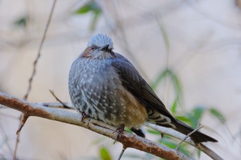 Brown-eared Bulbul 国営木曽三川公園138タワーパーク Sun, 3/3/2024