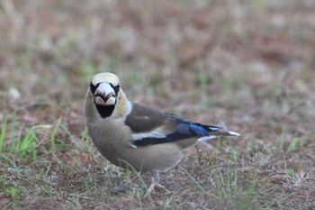 シメ 馬見丘陵公園 2024年3月2日(土)