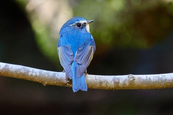 Red-flanked Bluetail 各務野自然遺産の森 Tue, 2/27/2024