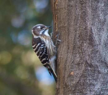 2024年3月4日(月) 蘆花恒春園の野鳥観察記録