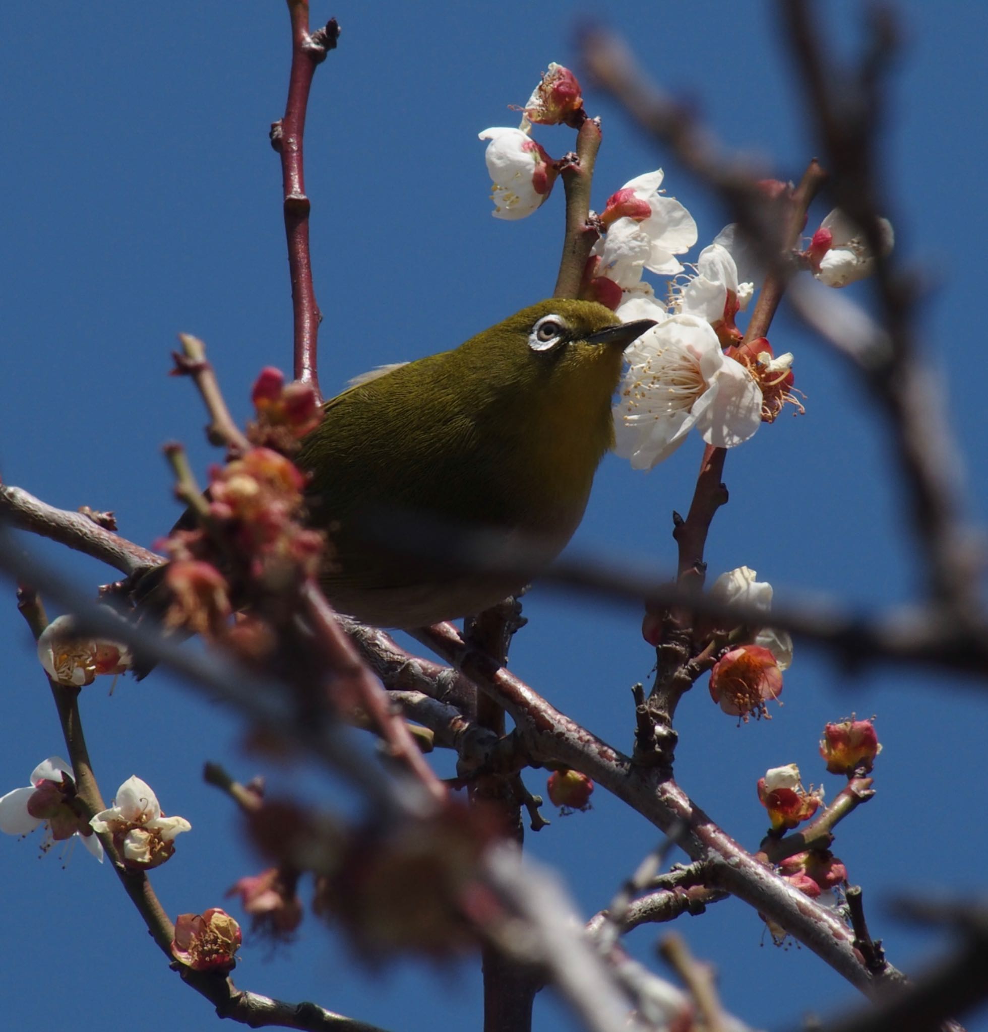 Warbling White-eye