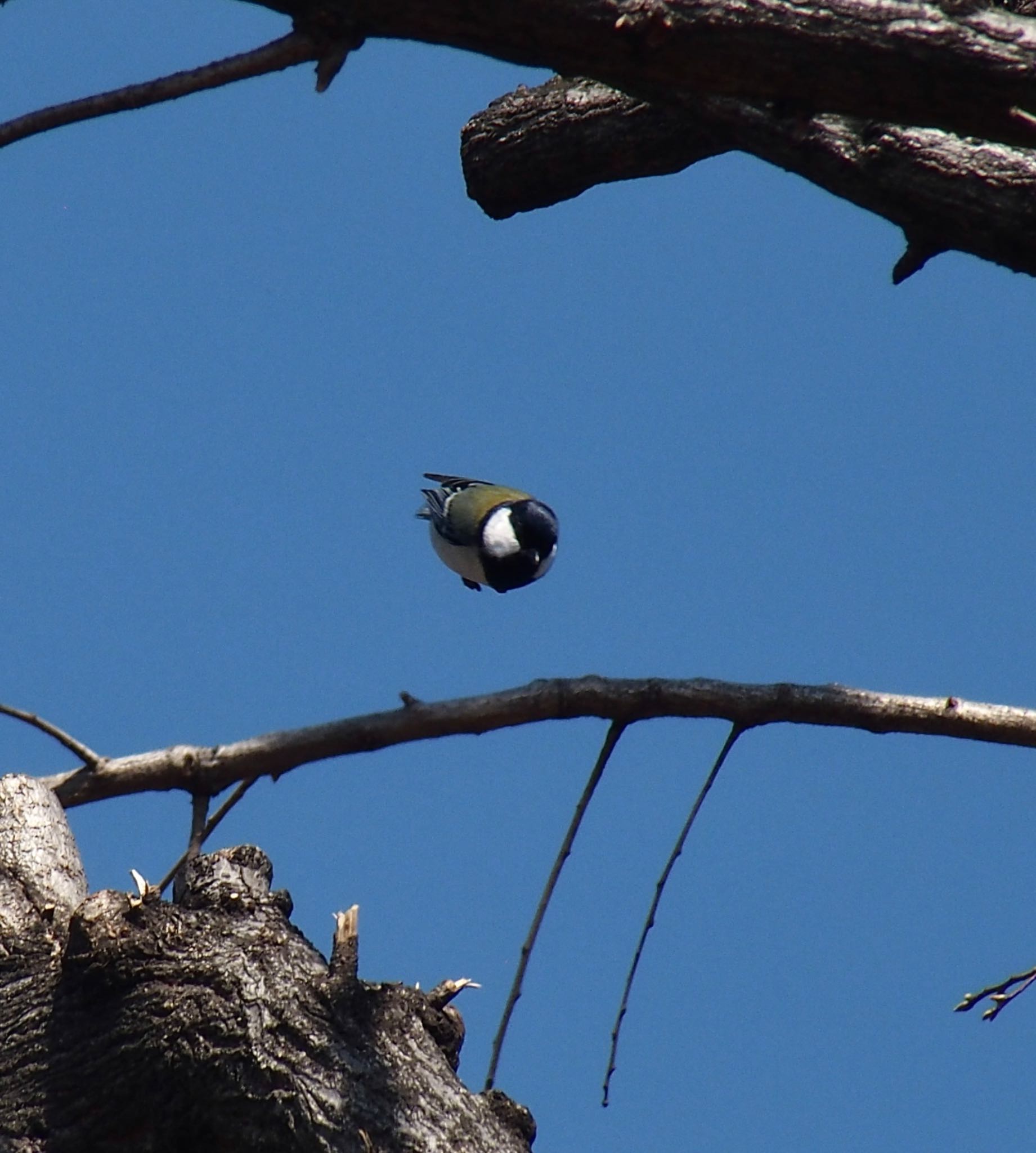 Photo of Japanese Tit at 蘆花恒春園 by うきぴ