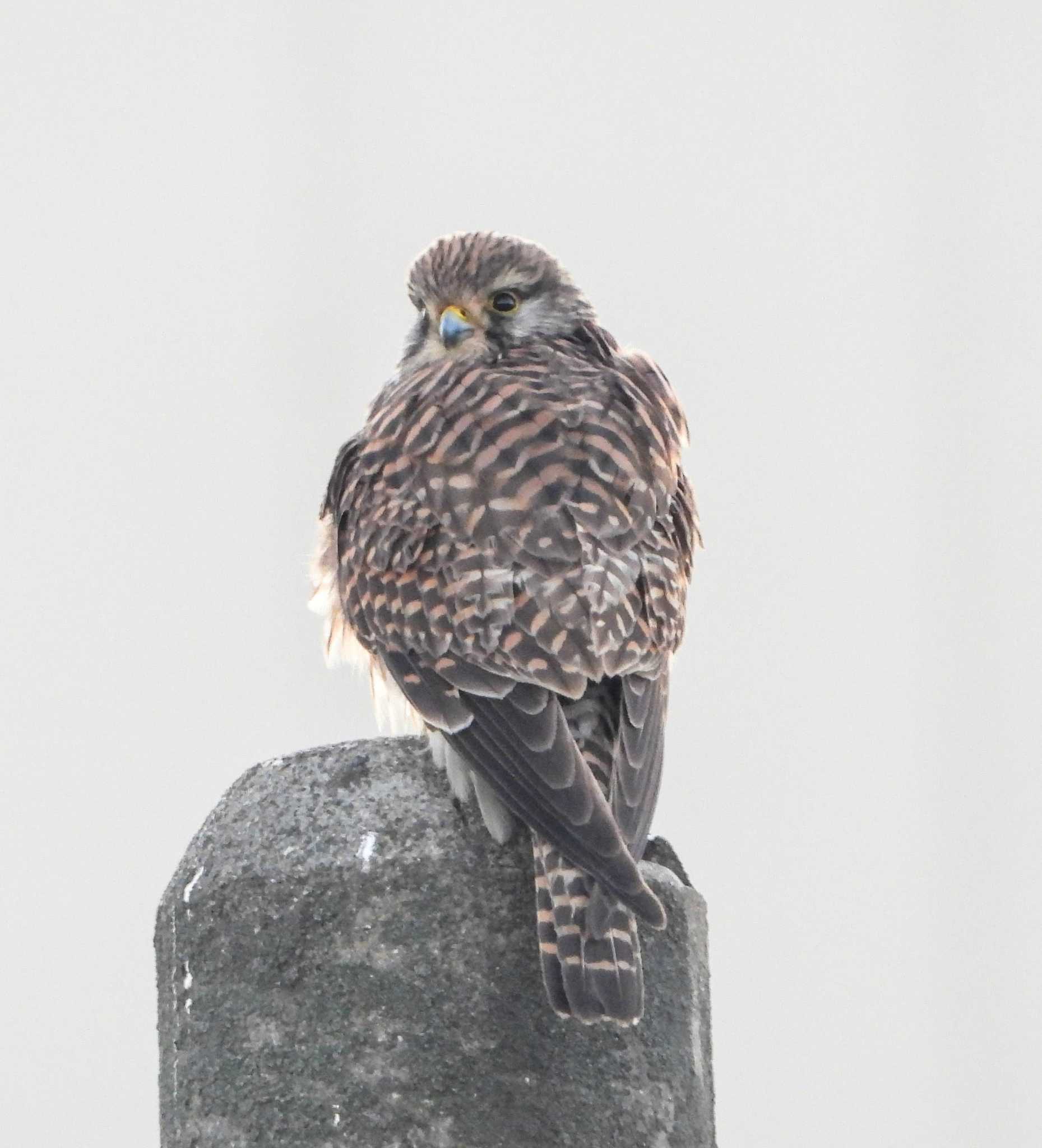 Photo of Common Kestrel at  by サジタリウスの眼