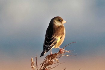 カワラヒワ 荒川・砂町水辺公園(東京都江東区) 2024年3月4日(月)