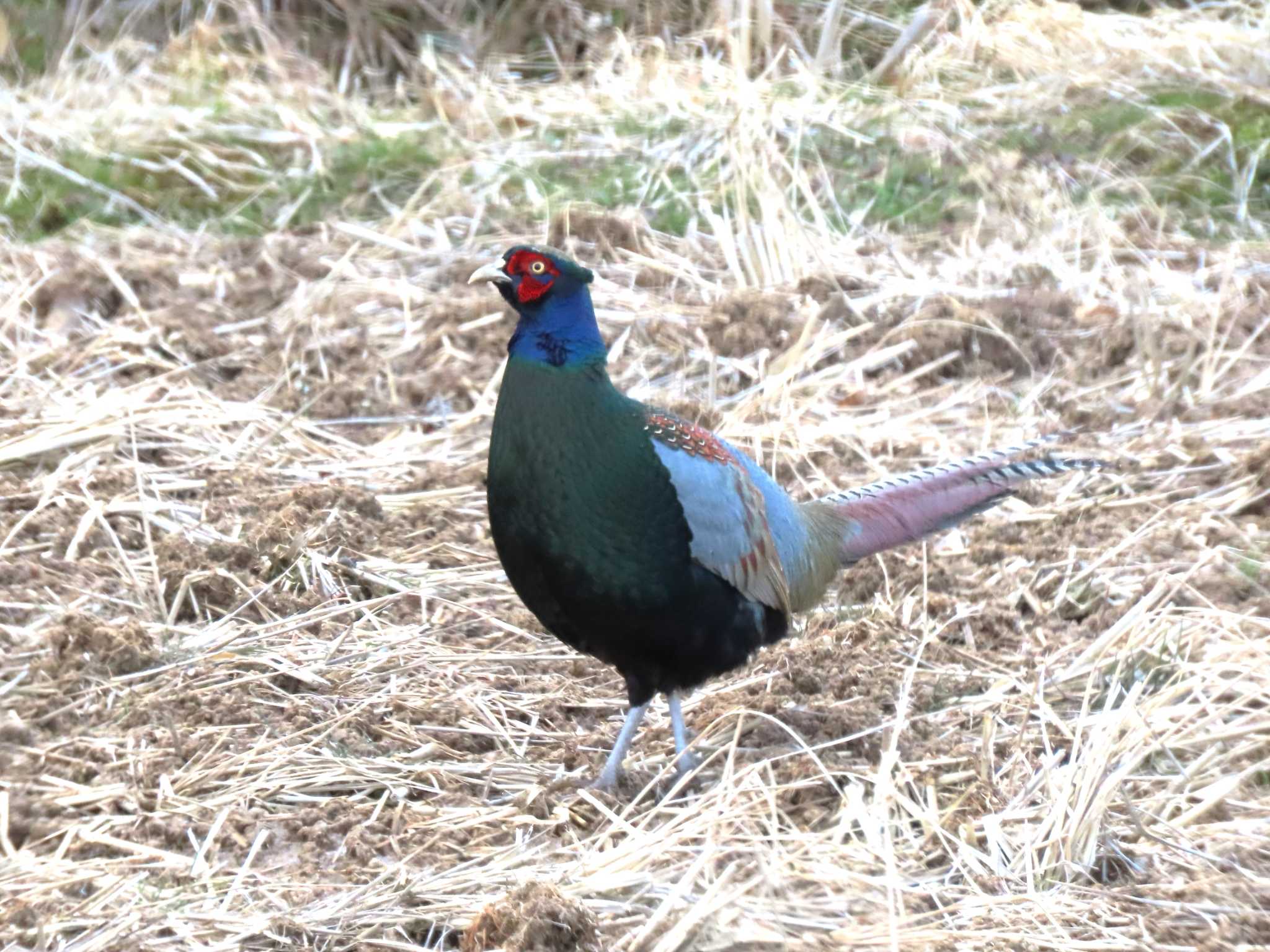 Green Pheasant