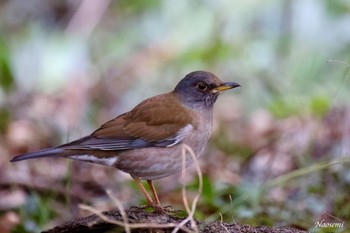 シロハラ 権現山(弘法山公園) 2024年3月2日(土)