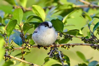 Long-tailed Tit 国営木曽三川公園138タワーパーク Sun, 3/3/2024