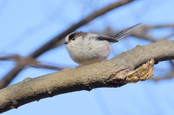 エナガ 国営木曽三川公園138タワーパーク 2024年3月3日(日)