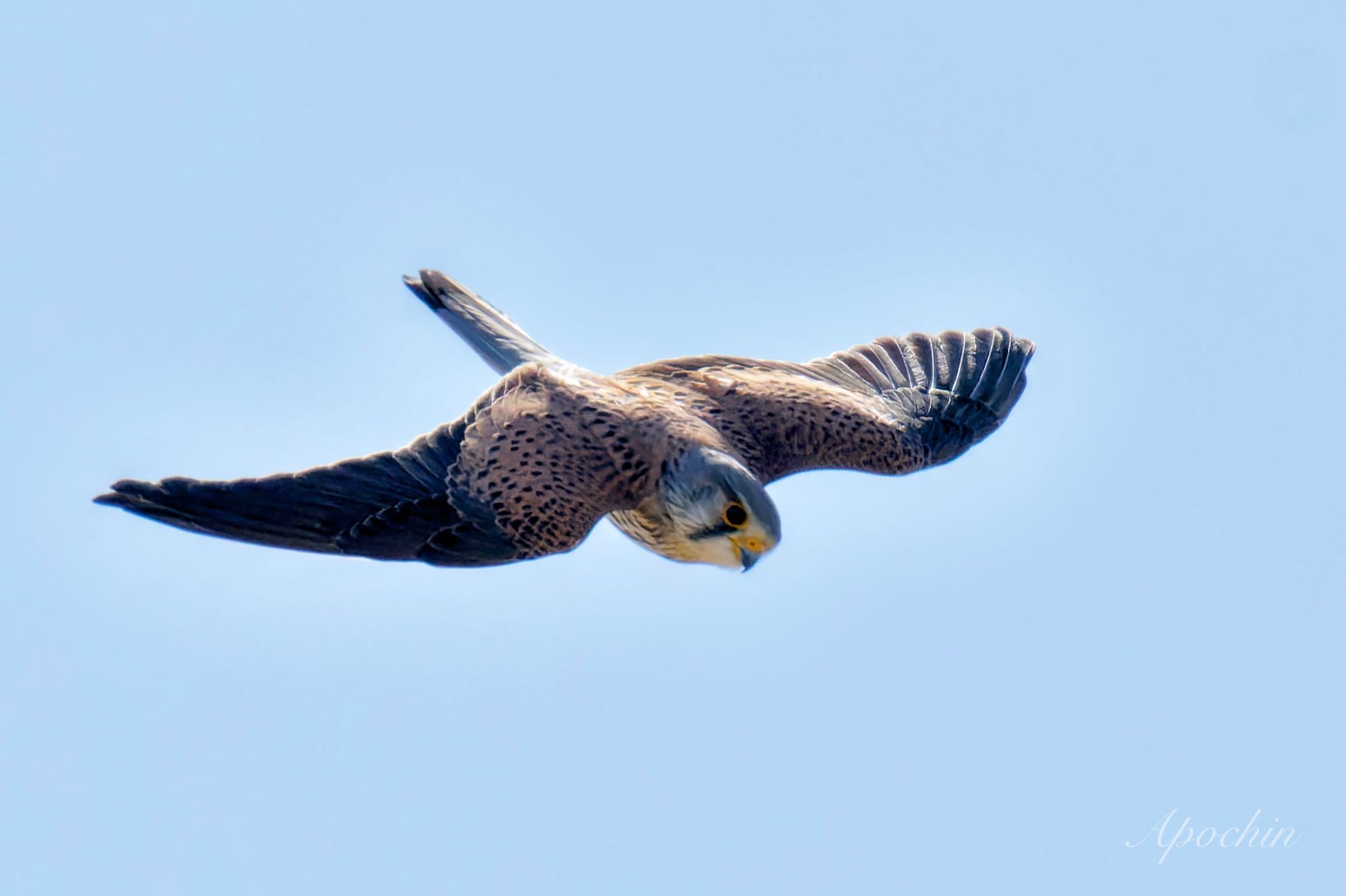 Common Kestrel