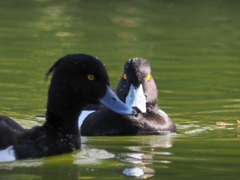 Tufted Duck 別所沼公園(埼玉県) Sun, 3/3/2024