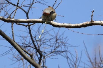 Sat, 2/24/2024 Birding report at Higashitakane Forest park