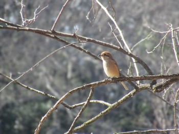 Bull-headed Shrike Showa Kinen Park Sun, 3/3/2024