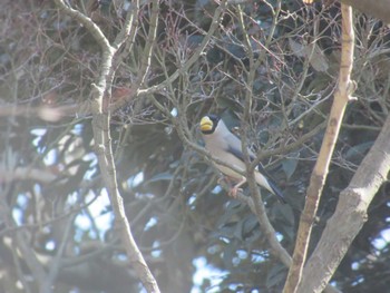 Japanese Grosbeak Showa Kinen Park Sun, 3/3/2024