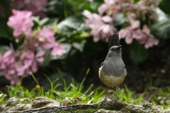 Oriental Magpie-Robin 大安森林公園 Sat, 3/2/2024