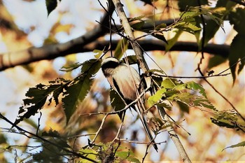 エナガ 大麻生野鳥の森公園 2018年12月4日(火)