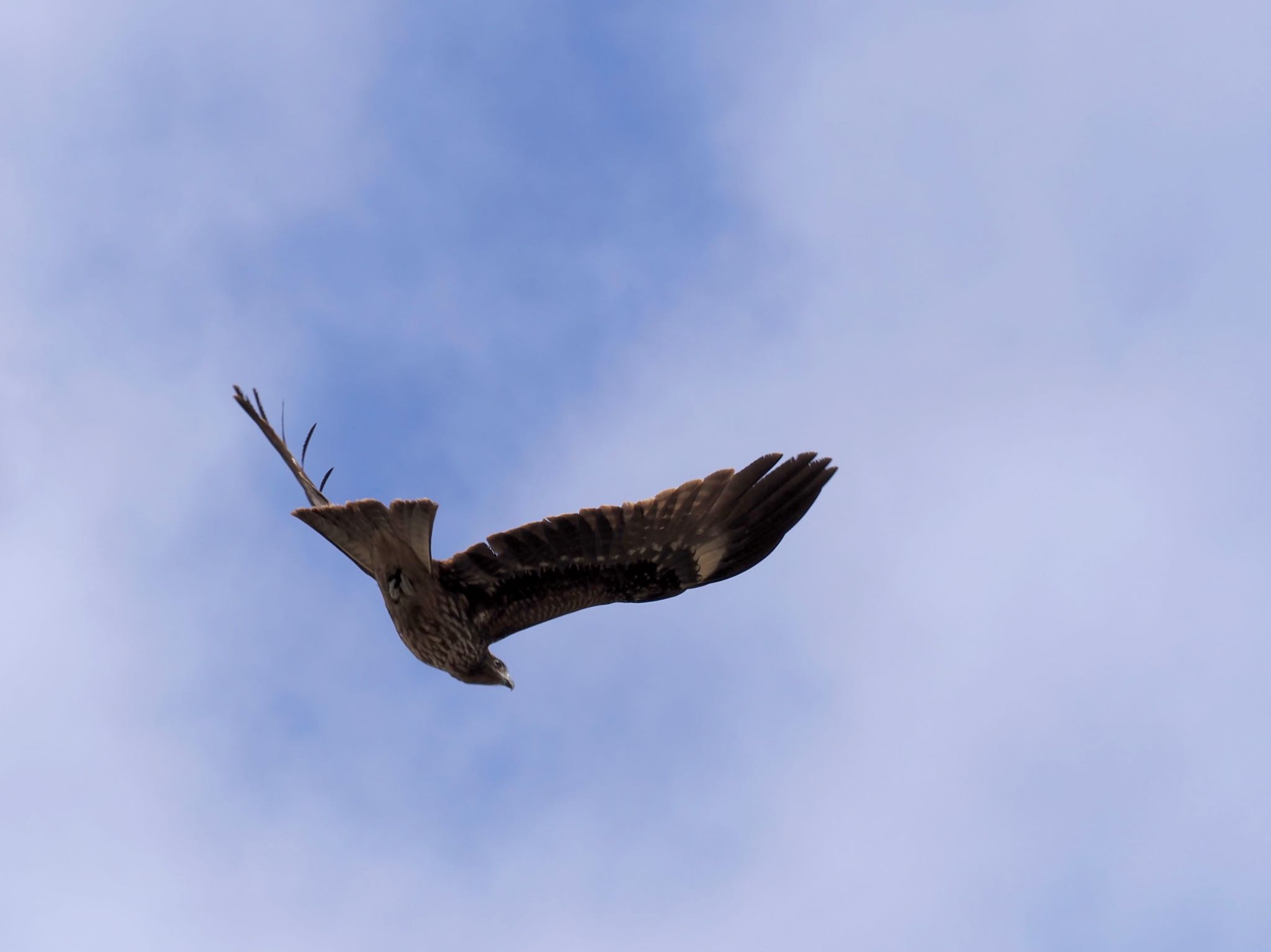 神奈川県 トビの写真 by biglife_birds