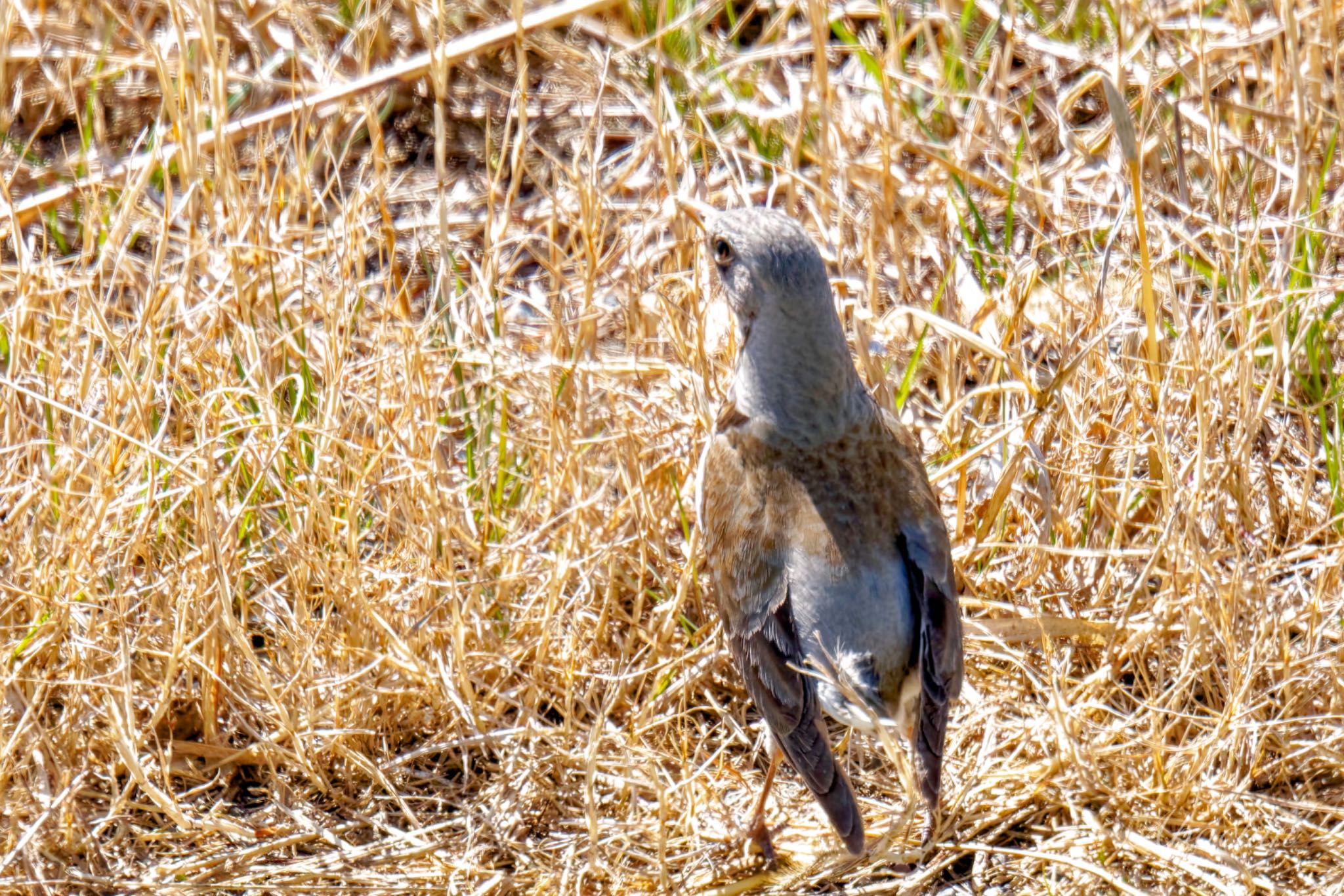 Photo of Fieldfare at 利根川 by アポちん