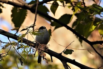 エナガ 大麻生野鳥の森公園 2018年12月4日(火)