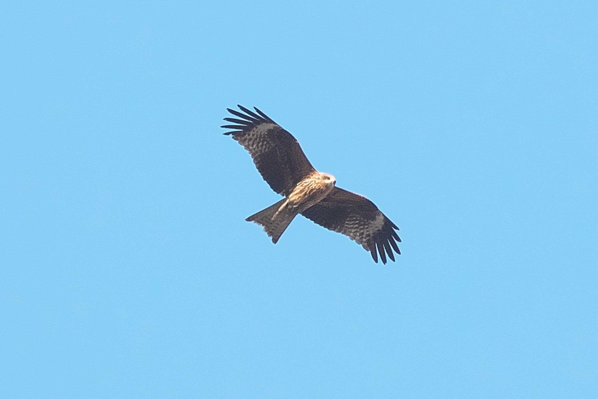 Photo of Black Kite at 富岡総合公園(横浜市) by Y. Watanabe