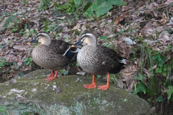 Eastern Spot-billed Duck 富岡総合公園(横浜市) Mon, 3/4/2024