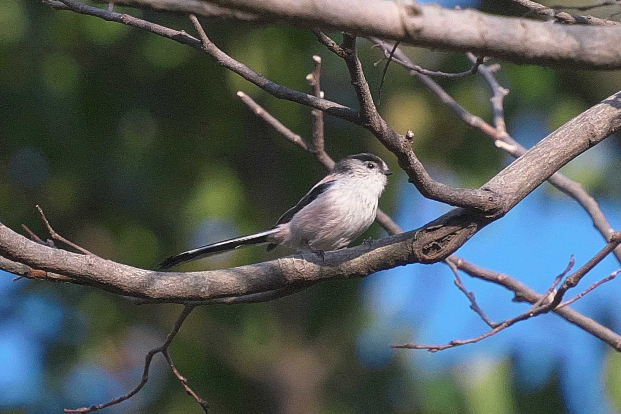 Photo of Long-tailed Tit at 富岡総合公園(横浜市) by Y. Watanabe