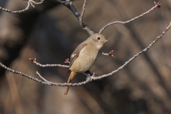 ジョウビタキ 富岡総合公園(横浜市) 2024年3月4日(月)