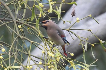 Japanese Waxwing 富岡総合公園(横浜市) Mon, 3/4/2024