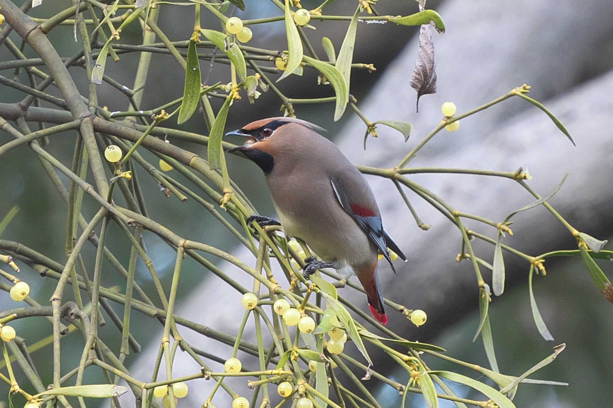 Japanese Waxwing