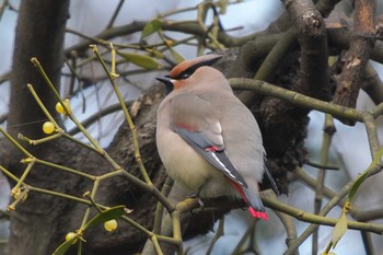 Mon, 3/4/2024 Birding report at 富岡総合公園(横浜市)