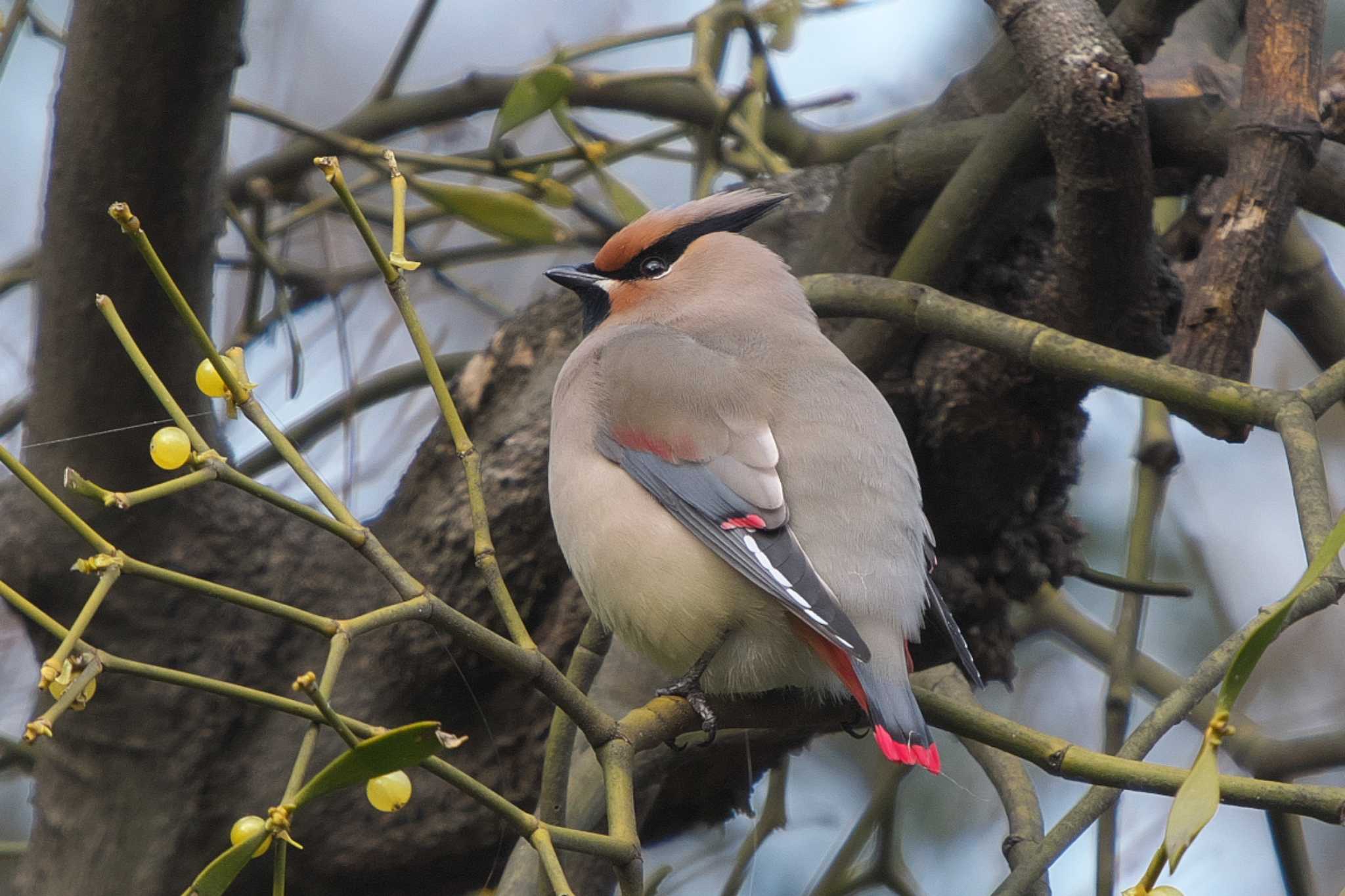 Japanese Waxwing