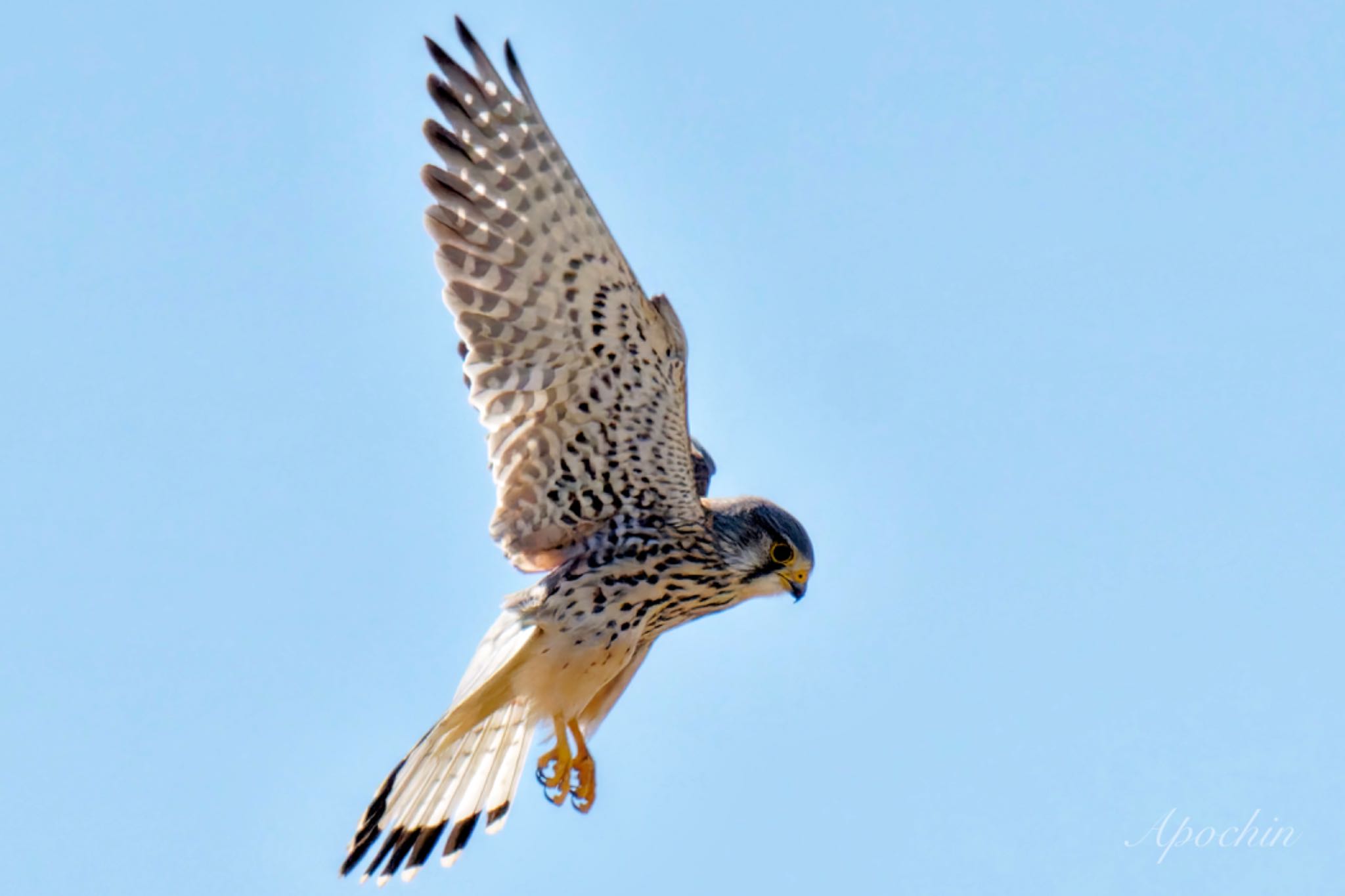 Common Kestrel