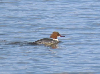 Common Merganser Izunuma Thu, 2/29/2024