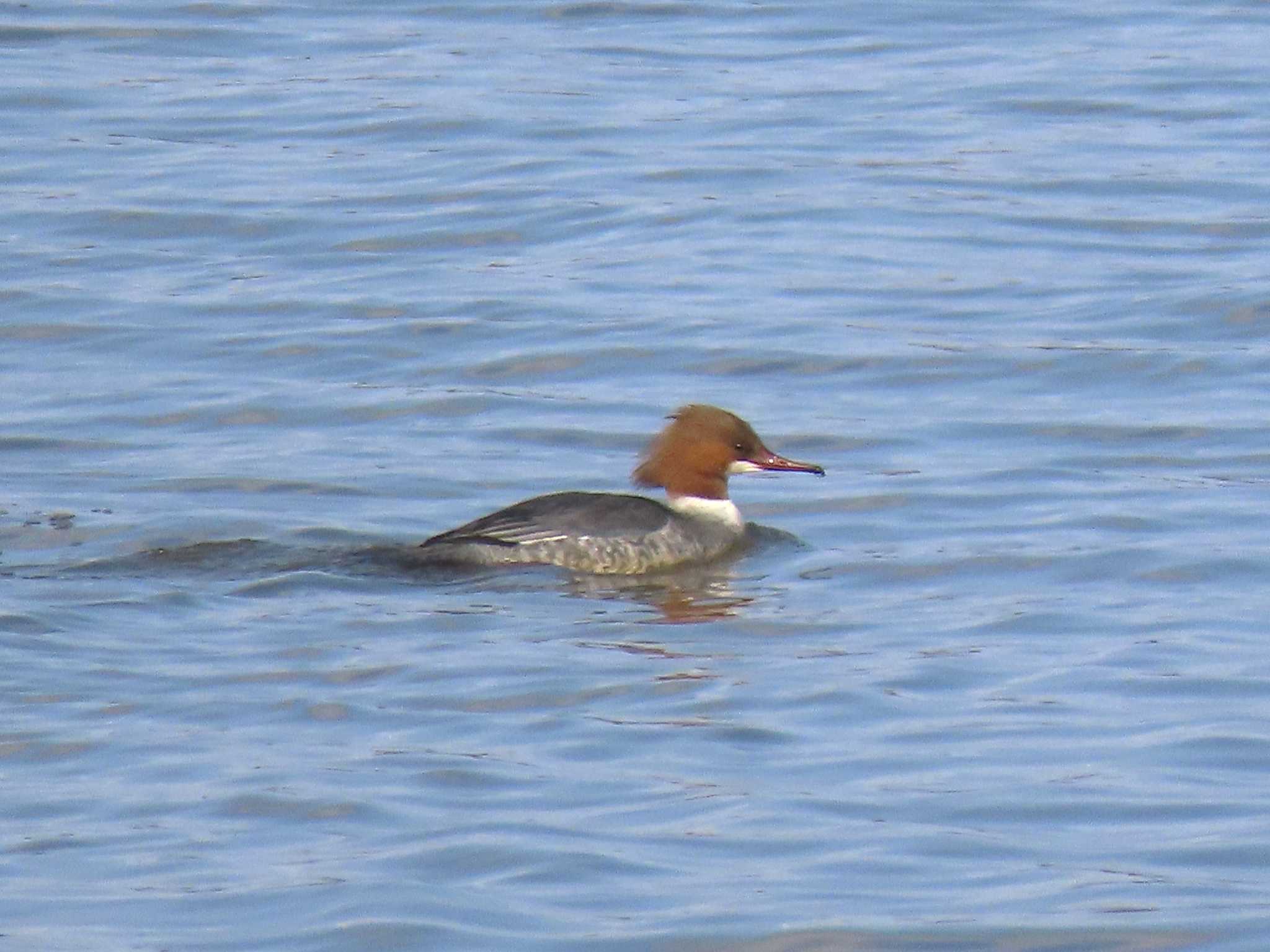 Common Merganser