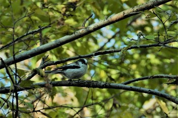 エナガ 大麻生野鳥の森公園 2018年12月4日(火)