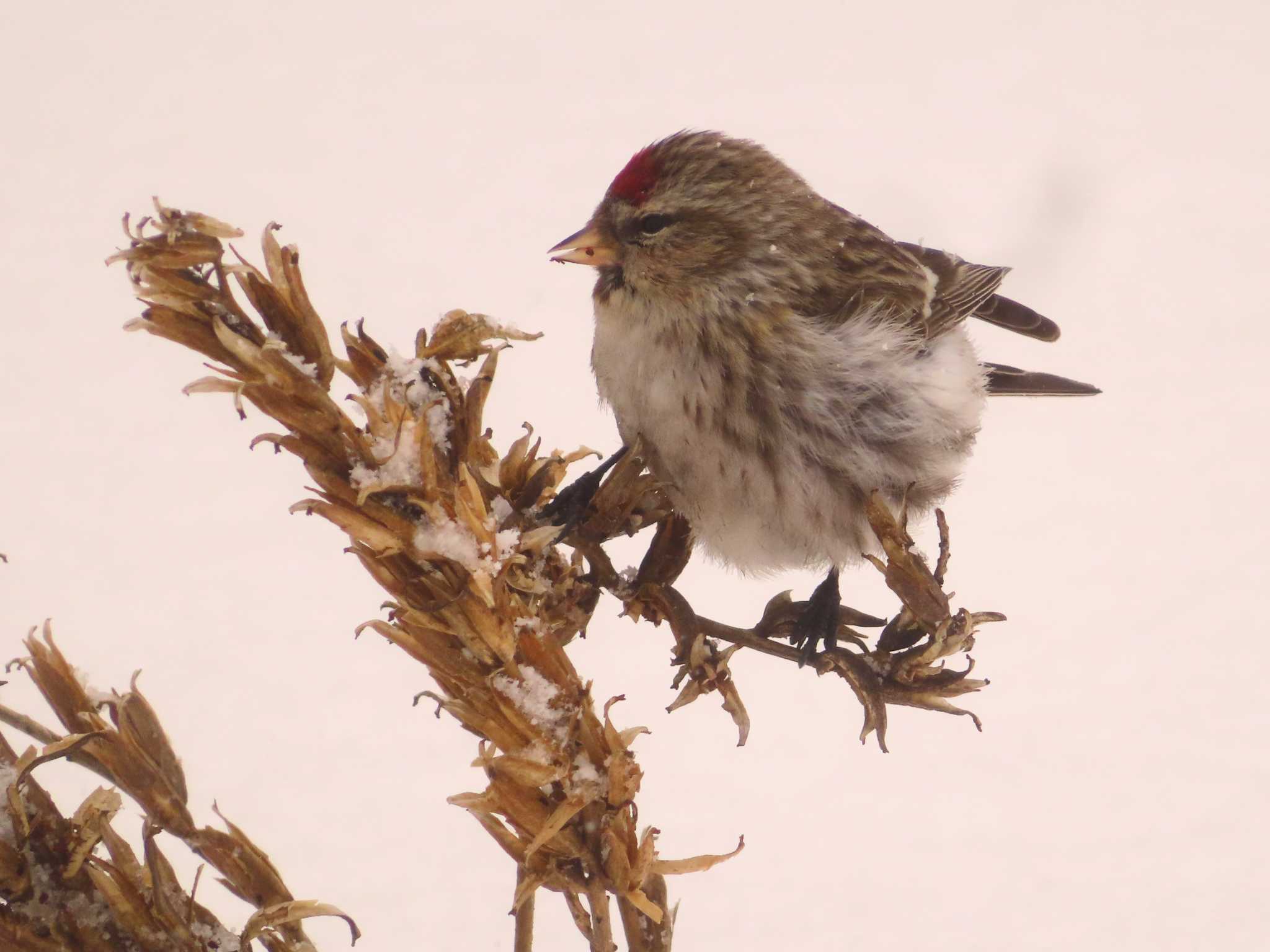 Common Redpoll