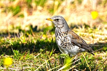 Fieldfare 利根川 Sun, 3/3/2024